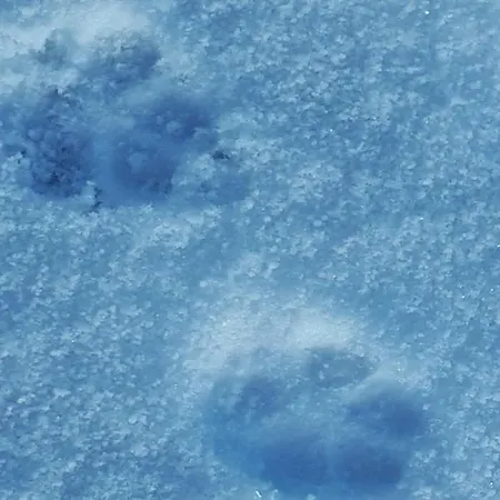 Le Petit Paradis De Sylvala * Bourg-Bruche