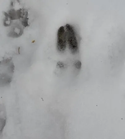 Le Petit Paradis De Sylvala